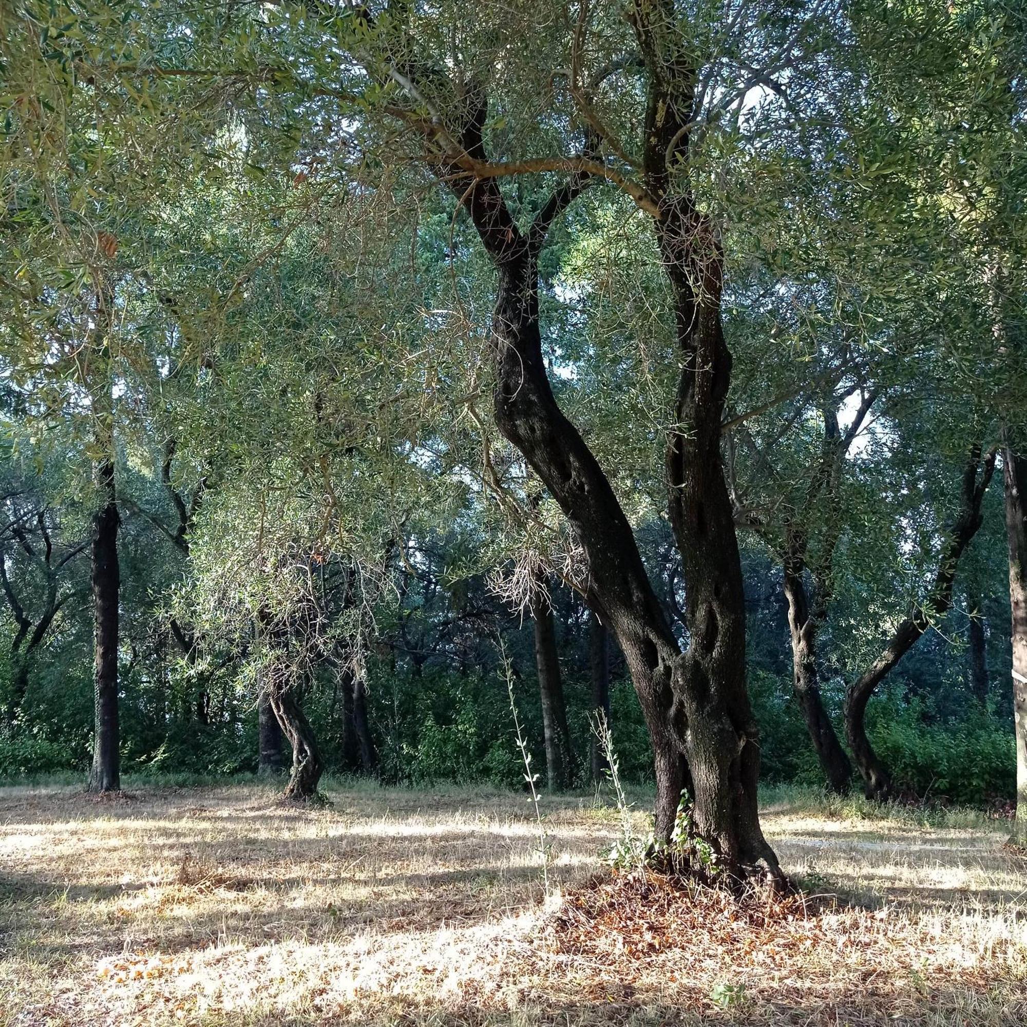 Villa Kefalomandouko Alepou Esterno foto